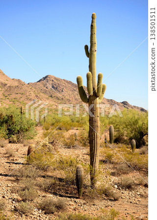 Old Saguaro Cactus Sonora desert Arizona 138501511