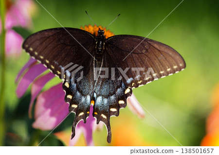 Spicebush Swallowtail Butterfly on a Coneflower, Ohio Spicebush Swallowtail Butterfly on a Coneflower, Ohio 138501657