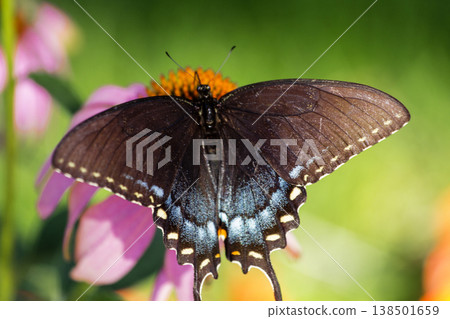 Spicebush Swallowtail Butterfly on a Coneflower, Ohio Spicebush Swallowtail Butterfly on a Coneflower, Ohio 138501659