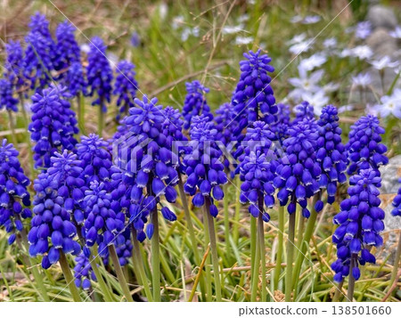 Muscari flowers blooming in the spring sunshine Muscari flowers blooming in the spring sunshine 138501660