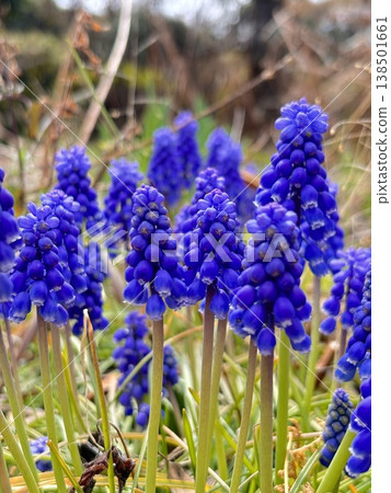 Muscari flowers blooming in the spring sunshine Muscari flowers blooming in the spring sunshine 138501661