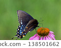 Spicebush Swallowtail Butterfly on a Coneflower, Ohio 138501662