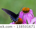 Spicebush Swallowtail Butterfly on a Coneflower, Ohio 138501671