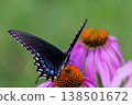 Spicebush Swallowtail Butterfly on a Coneflower, Ohio 138501672
