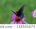 Spicebush Swallowtail Butterfly on a Coneflower, Ohio 138501673