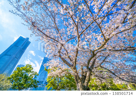 View of cherry blossoms in full bloom from the newly renovated Kishamichi (railway track) in Yokohama, Japan... Boardwalk renovation work. Towards a new era. 138501714