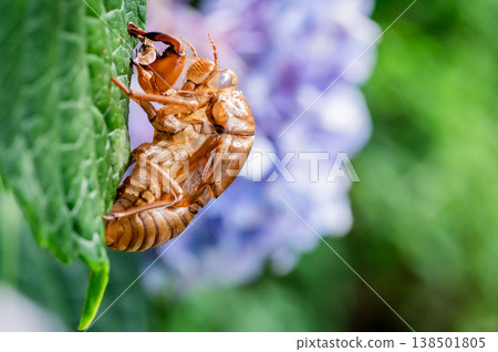 A cicada's exoskeleton resting on a hydrangea leaf. A cicada's exoskeleton resting on a hydrangea leaf. 138501805