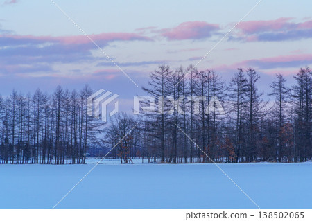 十勝的雪原與防風林：北海道的農業景觀 138502065