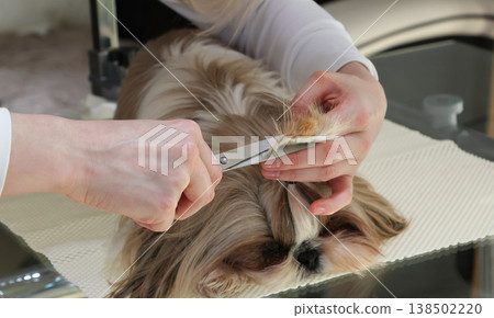 The girl gathers her hair into a ponytail and trims it for grooming The girl gathers her hair into a ponytail and trims it for grooming 138502220