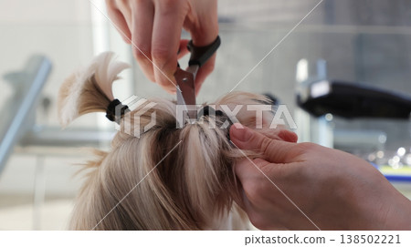 Shih Tzu dog grooming, close-up eye trimming Shih Tzu dog grooming, close-up eye trimming 138502221