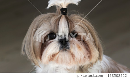 A beautiful Shih Tzu dog before grooming A beautiful Shih Tzu dog before grooming 138502222