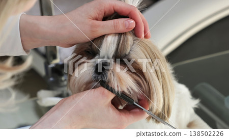 Shih Tzu dog grooming, close-up eye trimming Shih Tzu dog grooming, close-up eye trimming 138502226