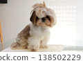 A beautiful, cute Shih Tzu with overgrown hair before a haircut 138502229