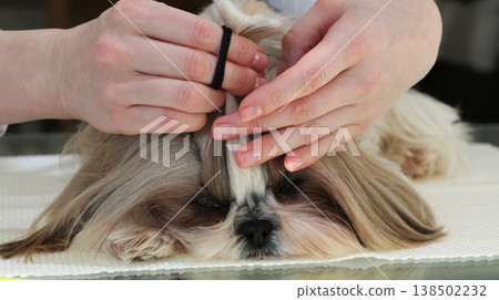 The girl gathers her hair into a ponytail and trims it for grooming The girl gathers her hair into a ponytail and trims it for grooming 138502232