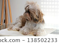 A beautiful, cute Shih Tzu with overgrown hair before a haircut 138502233