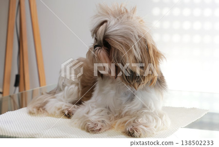 A beautiful, cute Shih Tzu with overgrown hair before a haircut A beautiful, cute Shih Tzu with overgrown hair before a haircut 138502233