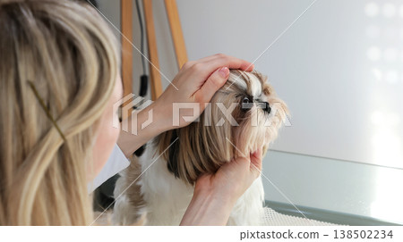 A girl combs and tidies up the beautiful face of a Shih Tzu dog. A girl combs and tidies up the beautiful face of a Shih Tzu dog. 138502234
