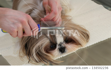 A girl combs and tidies up the beautiful face of a Shih Tzu dog. A girl combs and tidies up the beautiful face of a Shih Tzu dog. 138502236