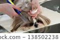 A girl combs and tidies up the beautiful face of a Shih Tzu dog. 138502238