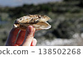 Close-up of fingers pinching a freshly opened oyster from an oyster farm 138502268