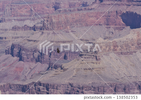 一隻禿鷹翱翔在大峽谷的亞基角上空。 138502353