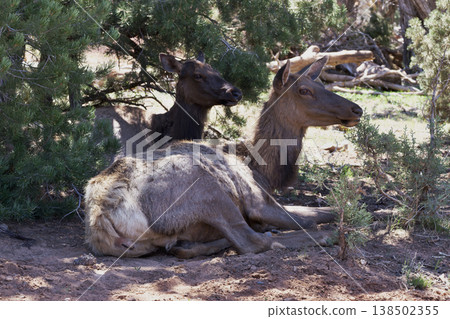 一頭巨大的野生麋鹿在亞基角附近的樹蔭下休息。 一頭巨大的野生麋鹿在亞基角附近的樹蔭下休息。 138502355