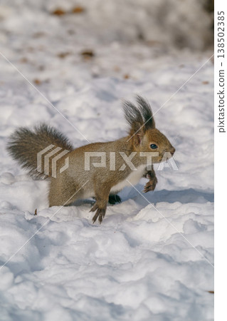 雪原上的蝦夷松鼠：北海道可愛的野生動物 138502385