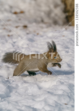 雪原上的蝦夷松鼠：北海道可愛的野生動物 138502386