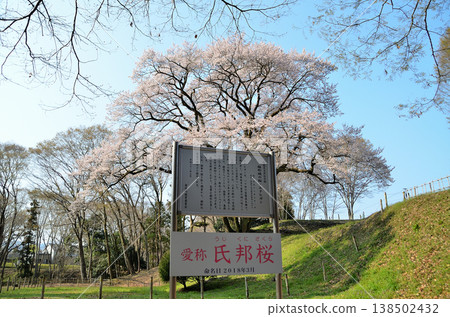 清晨,埼玉縣大里郡寄居町八形城宇治國櫻花盛開。 清晨,埼玉縣大里郡寄居町八形城宇治國櫻花盛開。 138502432
