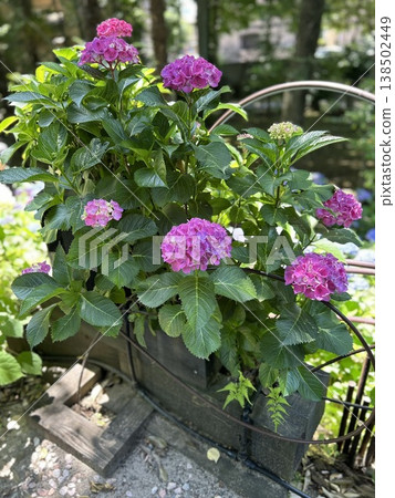 時尚花園中盛開的粉紅色繡球花(園藝、盆栽園藝、初夏景色) 時尚花園中盛開的粉紅色繡球花(園藝、盆栽園藝、初夏景色) 138502449