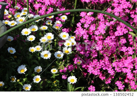 Colorful flowers: Moss phlox 138502452