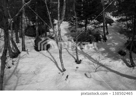 Winter in forest Japan Winter in forest Japan 138502465