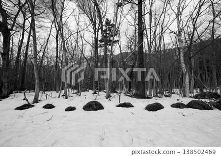 Winter in forest Japan Winter in forest Japan 138502469