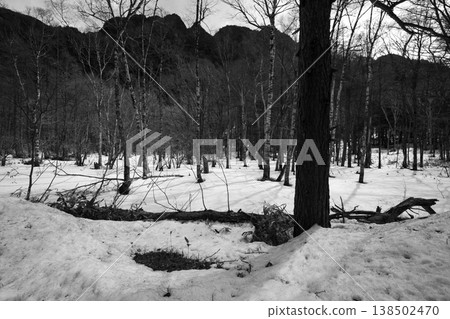 Winter in forest Japan Winter in forest Japan 138502470