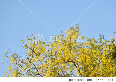 golden shower tropical flower blooming making colorful summer in Thailand golden shower tropical flower blooming making colorful summer in Thailand 138502541