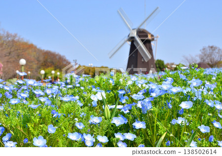 Nemophila blooming on the hill of a windmill 138502614