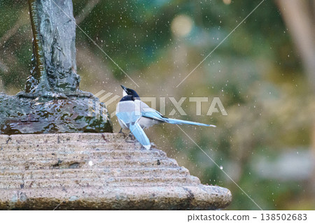 Long-tailed tits can be seen in central Tokyo. A scene of wild birds standing by the water's edge. Long-tailed tits can be seen in central Tokyo. A scene of wild birds standing by the water's edge. 138502683