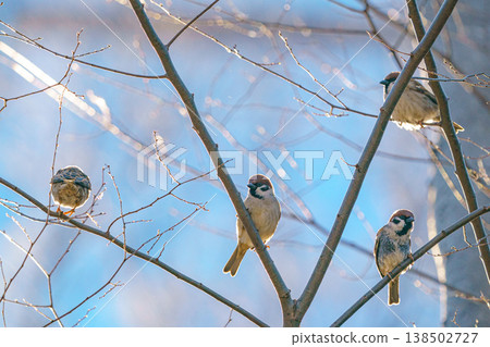 Sparrows can be seen in central Tokyo; a common wild bird perched on a branch. 138502727