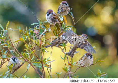 Sparrows can be seen in central Tokyo; a common wild bird perched on a branch. Sparrows can be seen in central Tokyo; a common wild bird perched on a branch. 138502728