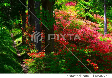 東秩父村，日本木峠，山杜鵑 138502738