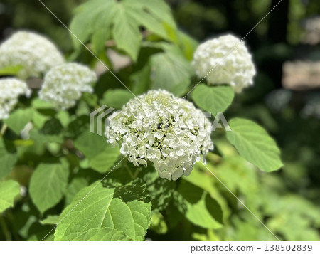 Beautiful pure white hydrangeas (white hydrangeas, Annabelle hydrangeas, early summer garden, clean and refreshing scenery) 138502839