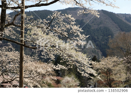 臼泉櫻花和樽海山 臼泉櫻花和樽海山 138502906
