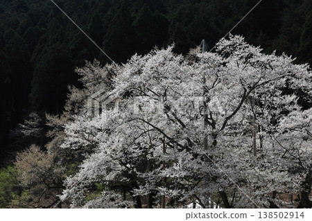臼泉公園裡盛開的白色櫻花 138502914