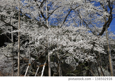 薄棣櫻花的白色花瓣 138502916