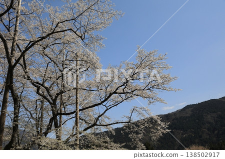 山坡和薄住櫻樹的枝幹 138502917