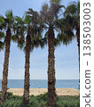 Palms line a beach with ocean view and clear sky 138503003