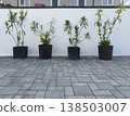 Plants in pots on a stone patio in bright sunlight 138503007