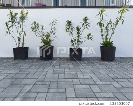 Plants in pots on a stone patio in bright sunlight Plants in pots on a stone patio in bright sunlight 138503007