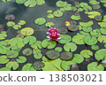 Water lily blossoms over green lily pads in a pond 138503021