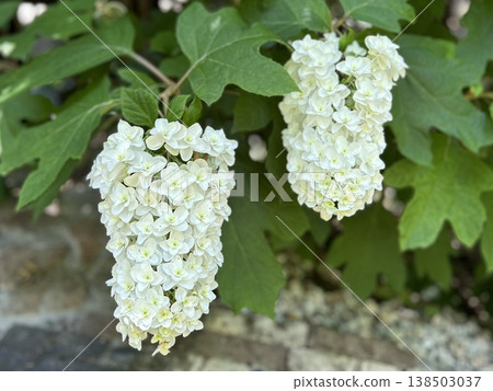 Pure white double-flowered oakleaf hydrangea (Oakleaf Hydrangea - early summer garden - seasonal scenery - background material) Pure white double-flowered oakleaf hydrangea (Oakleaf Hydrangea - early summer garden - seasonal scenery - background material) 138503037